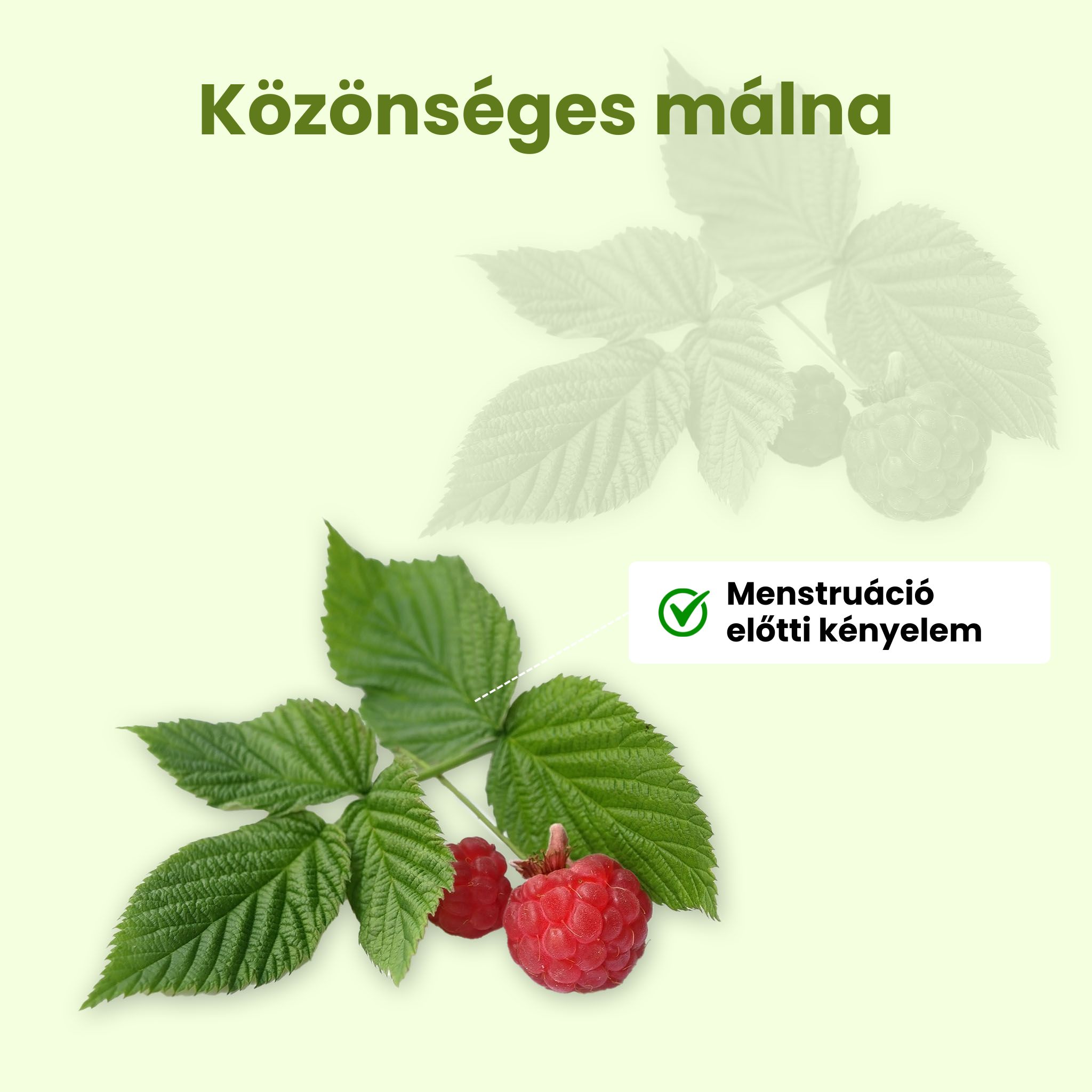 (Maďarština) Malinik